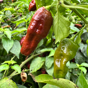 Trinidad Coffee - Seeds