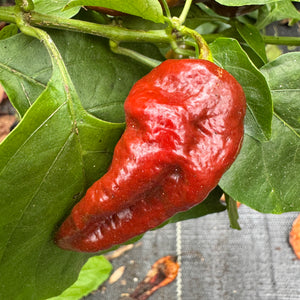 Trinidad Coffee - Seeds