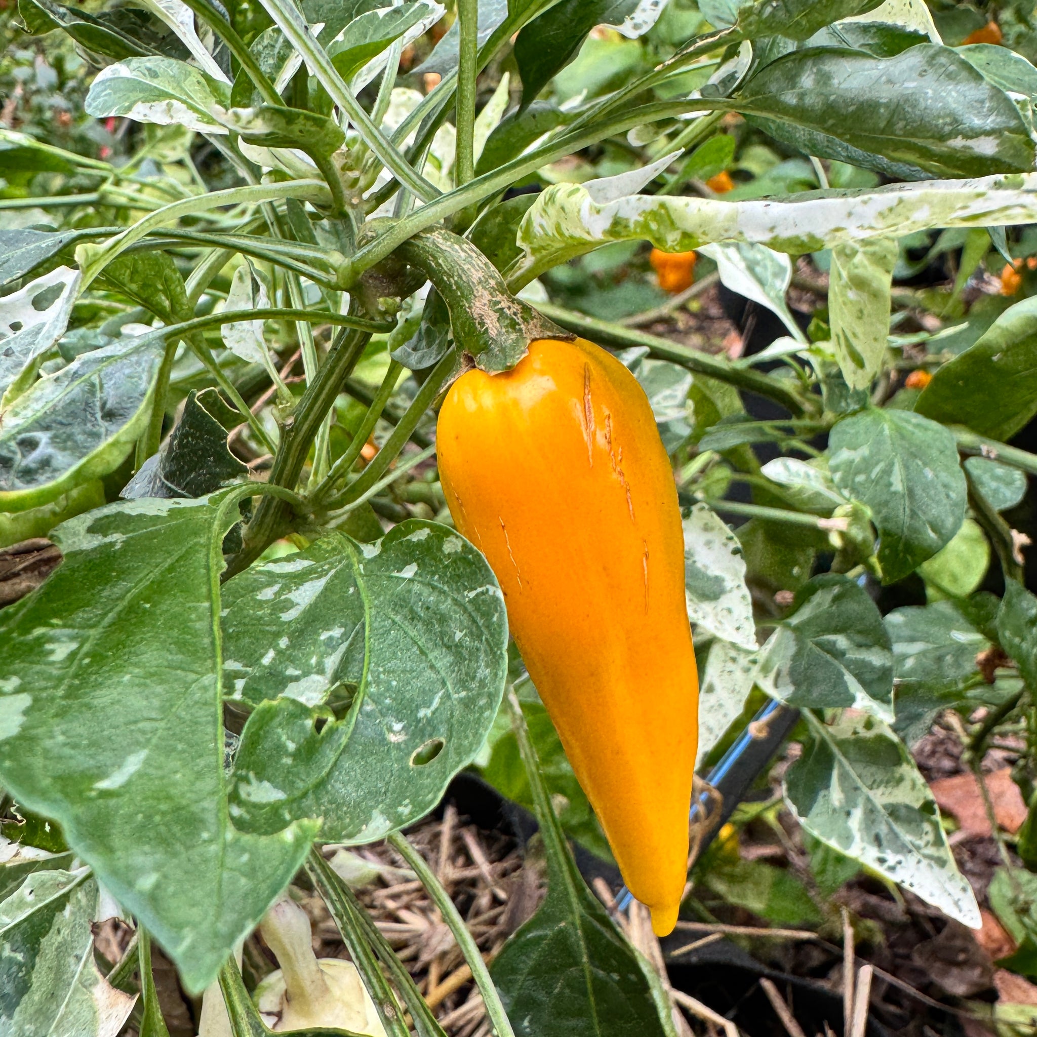 plant yellow pepper seeds Yellow Fish Pepper