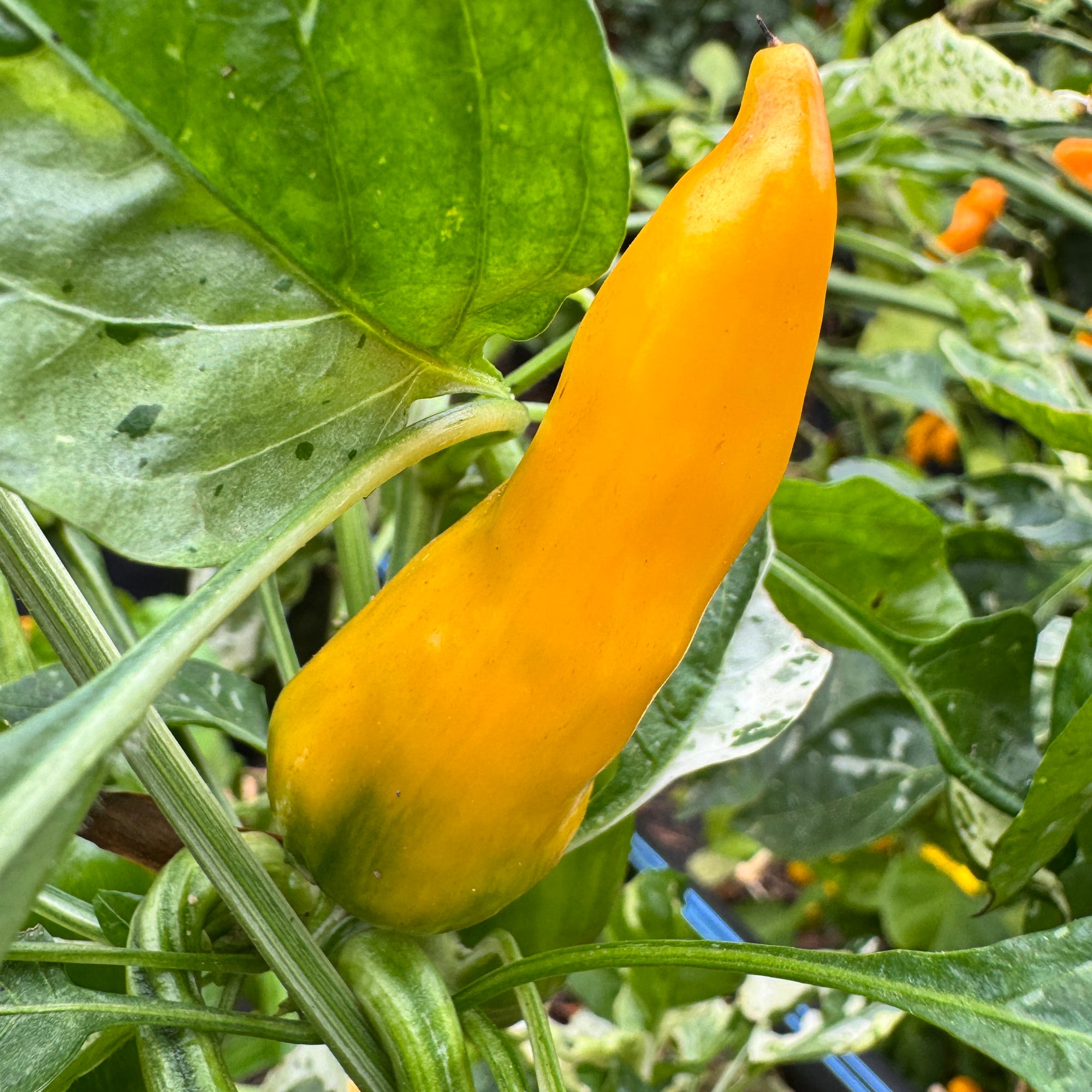 Yellow Fish Pepper - Seeds