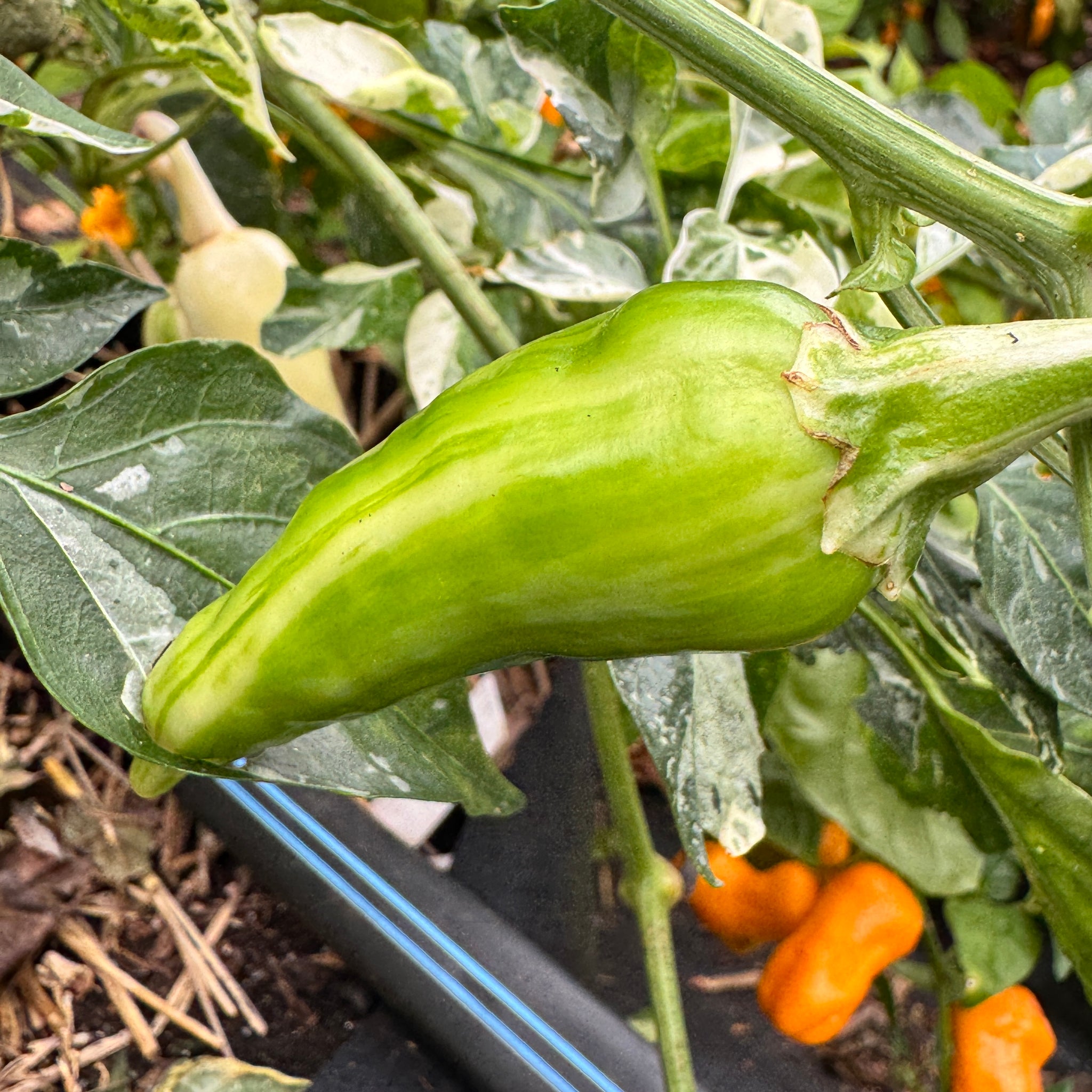 fish fertilizer pepper plants Yellow Fish Pepper