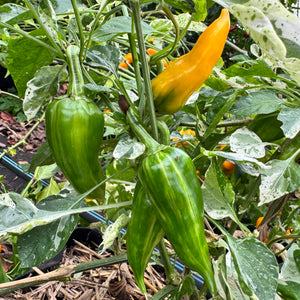 Yellow Fish Pepper - Seeds