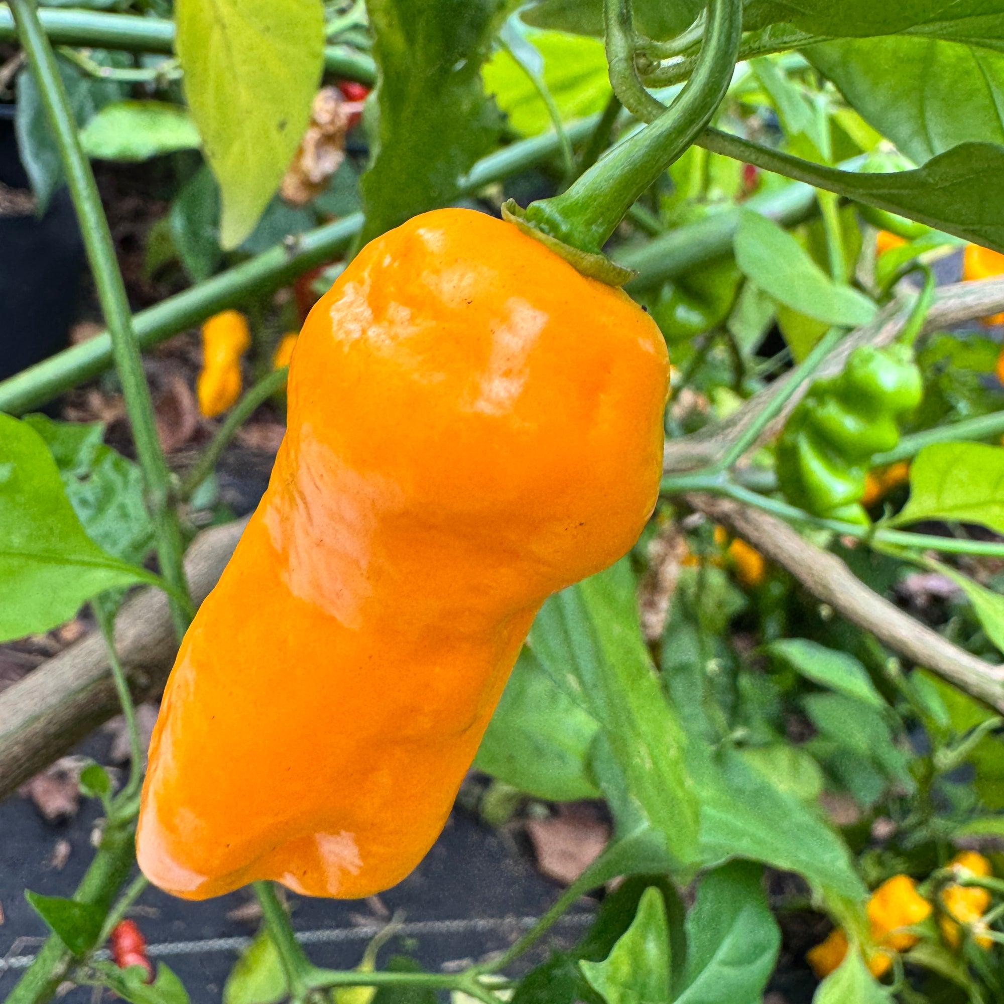 Yellow Piranha - Seeds