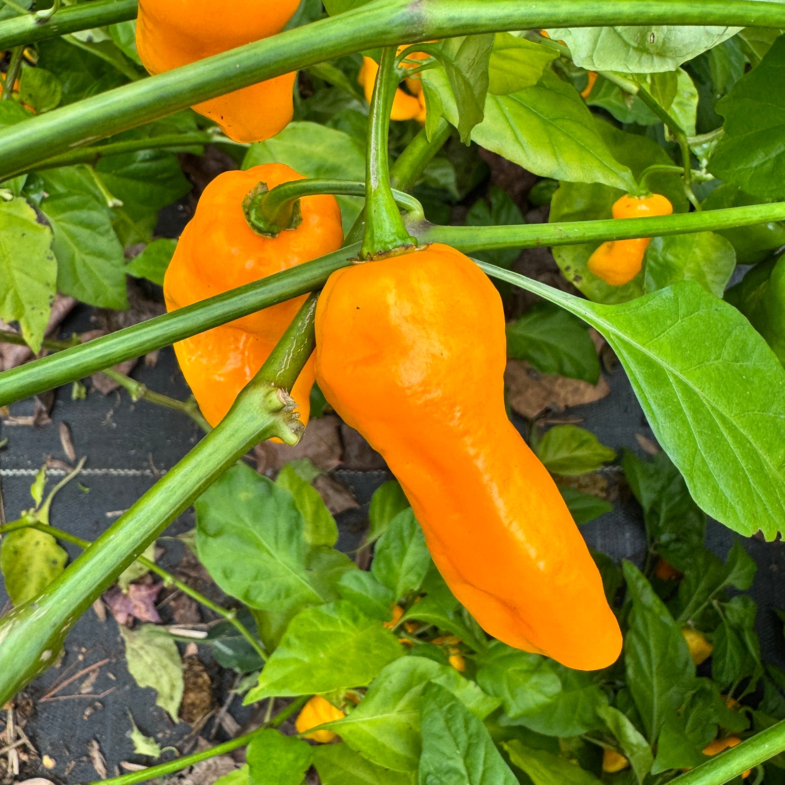 Yellow Piranha - Seeds