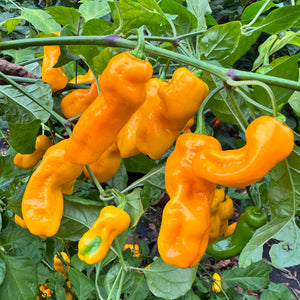 Yellow Piranha - Seeds