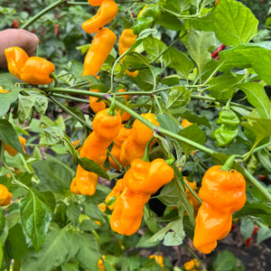 Yellow Piranha - Seeds