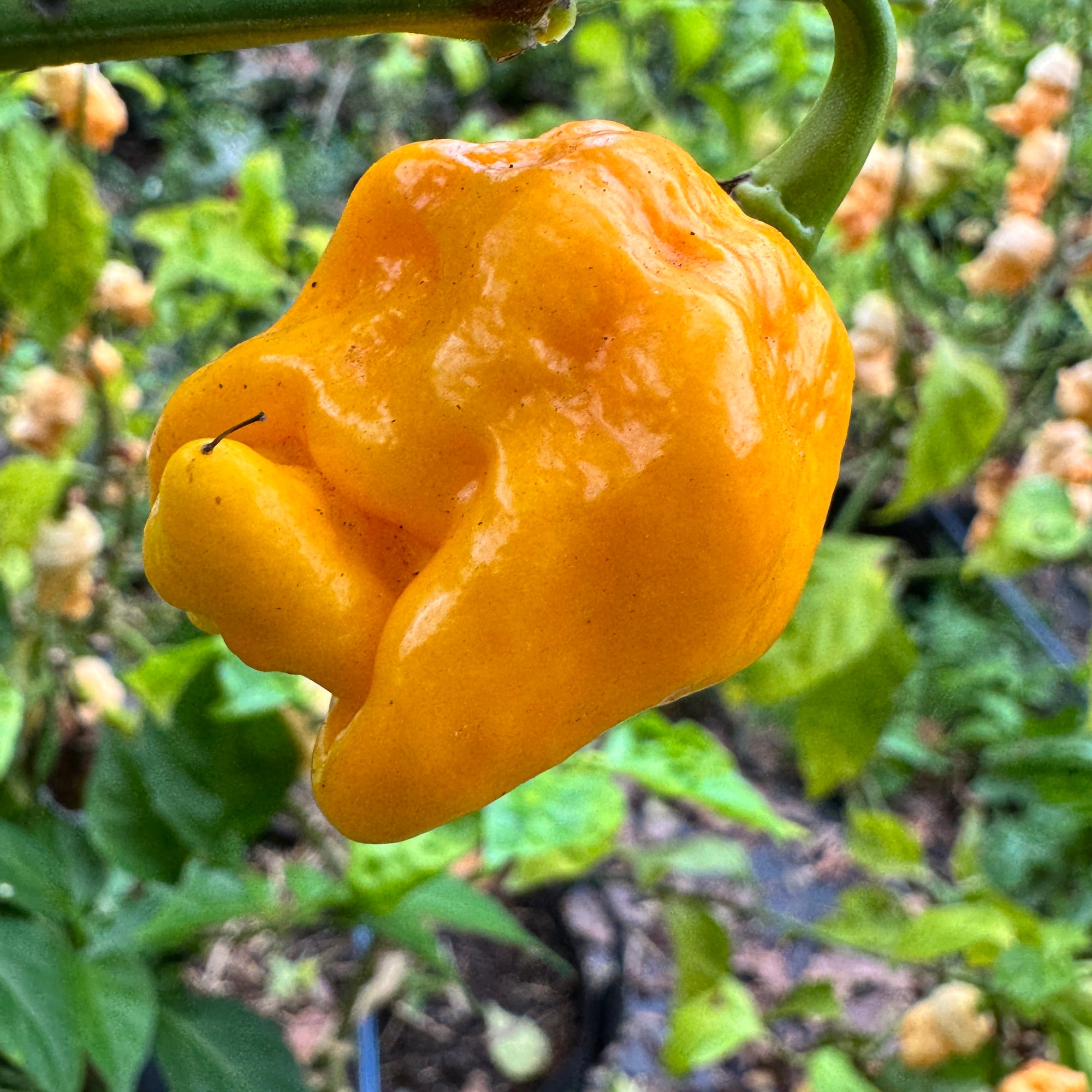 Yellow Scorpion x Reaper - Seeds