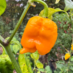 Yellow Scorpion x Reaper - Seeds