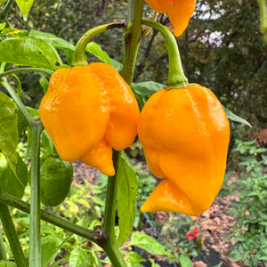 Yellow Scorpion x Reaper - Seeds