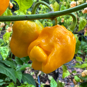 Yellow Scorpion x Reaper - Seeds