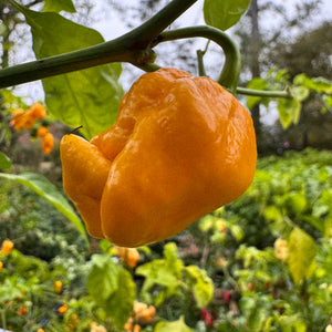 Yellow Scorpion x Reaper - Seeds