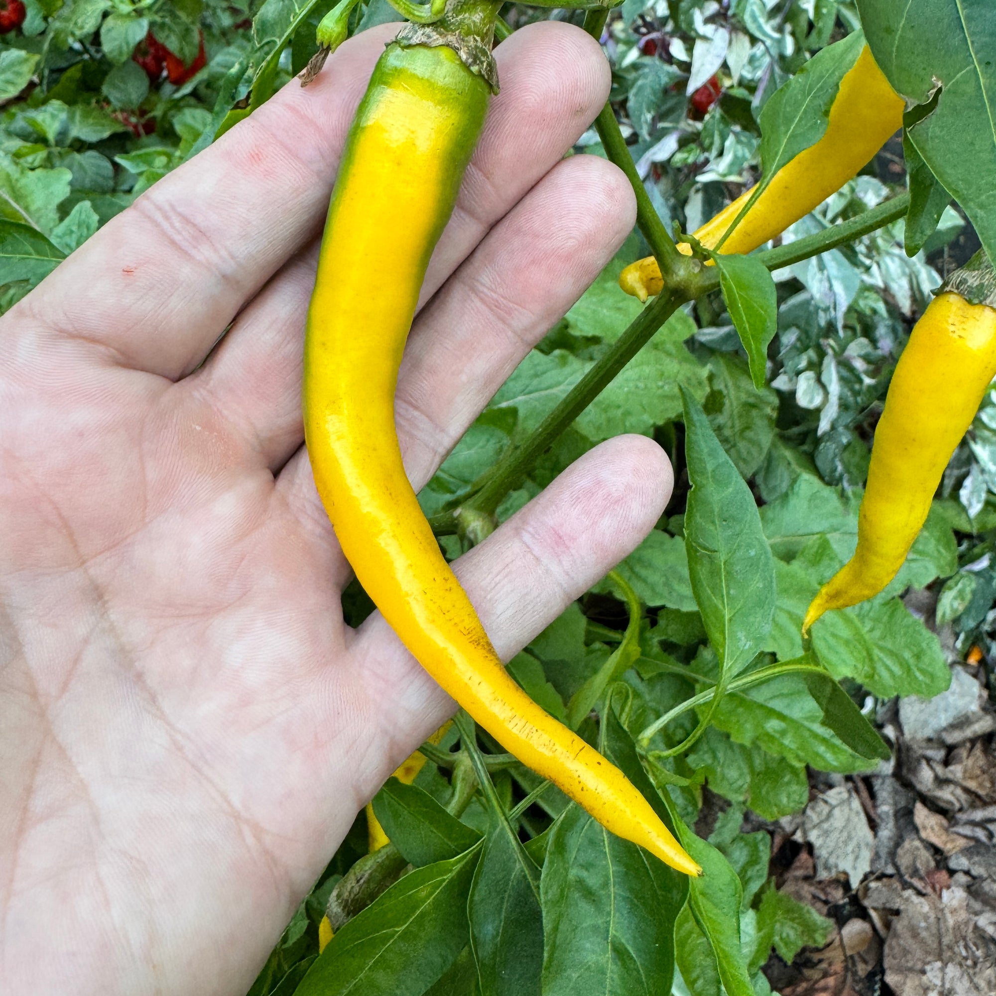 Cayenne Golden