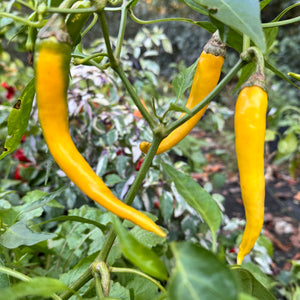 Cayenne Golden - Seeds