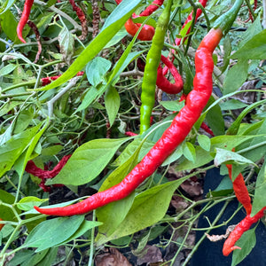 Himo Togarashi - Seeds