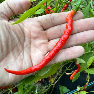 Himo Togarashi - Seeds