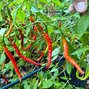 Himo Togarashi - Seeds