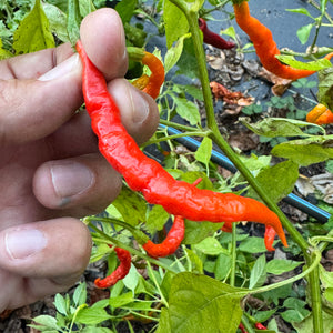 Himo Togarashi - Seeds