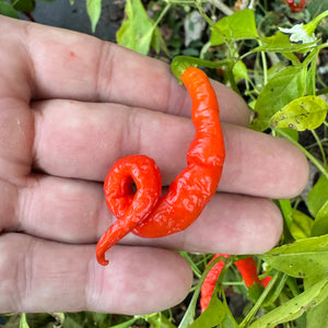 Himo Togarashi - Seeds