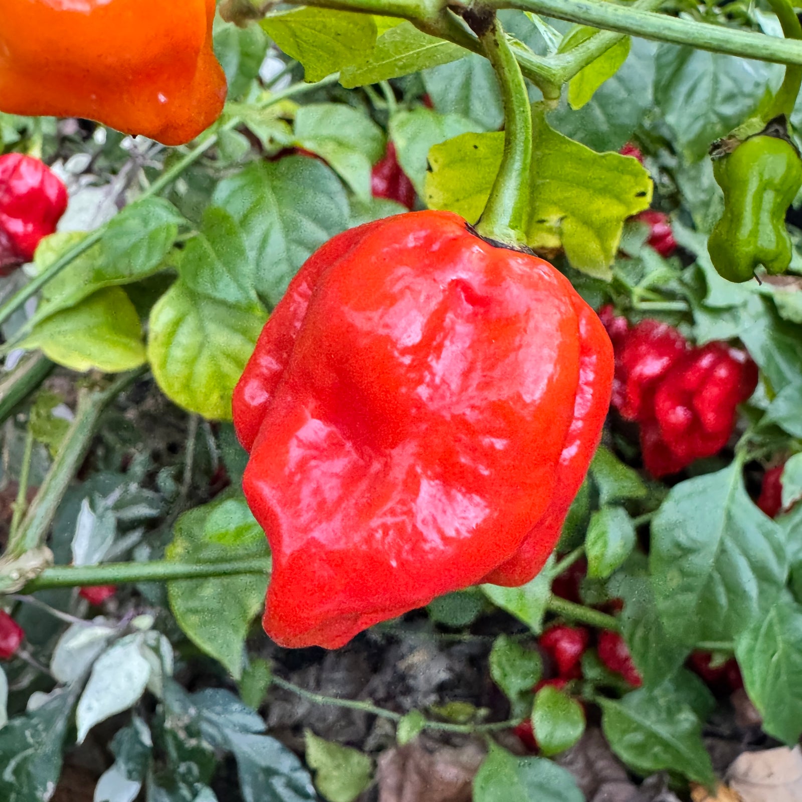 Bhutlah Scorpion - Seeds