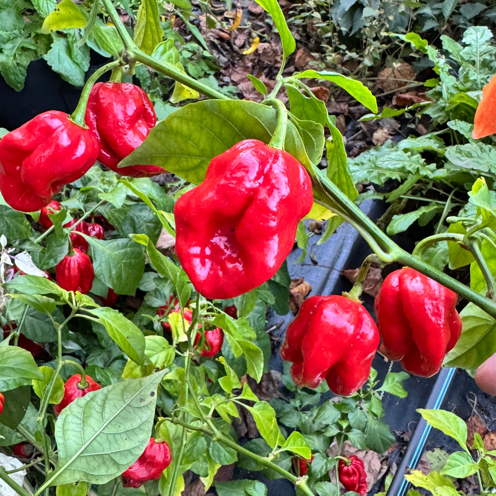 Bhutlah Scorpion - Seeds