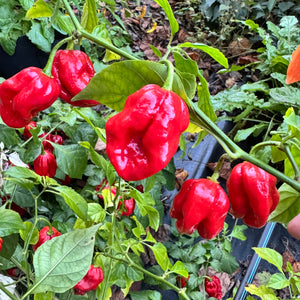 Bhutlah Scorpion - Seeds