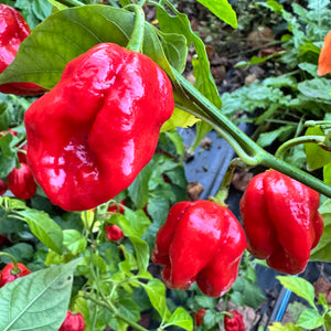 Bhutlah Scorpion - Seeds