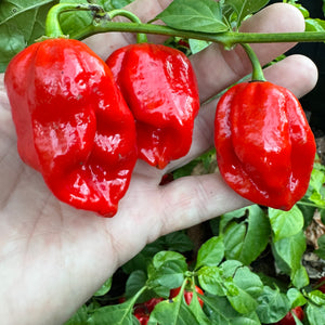 Bhutlah Scorpion - Seeds