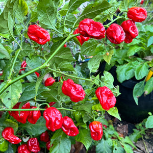 Bhutlah Scorpion - Seeds
