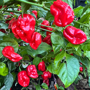 Bhutlah Scorpion - Seeds