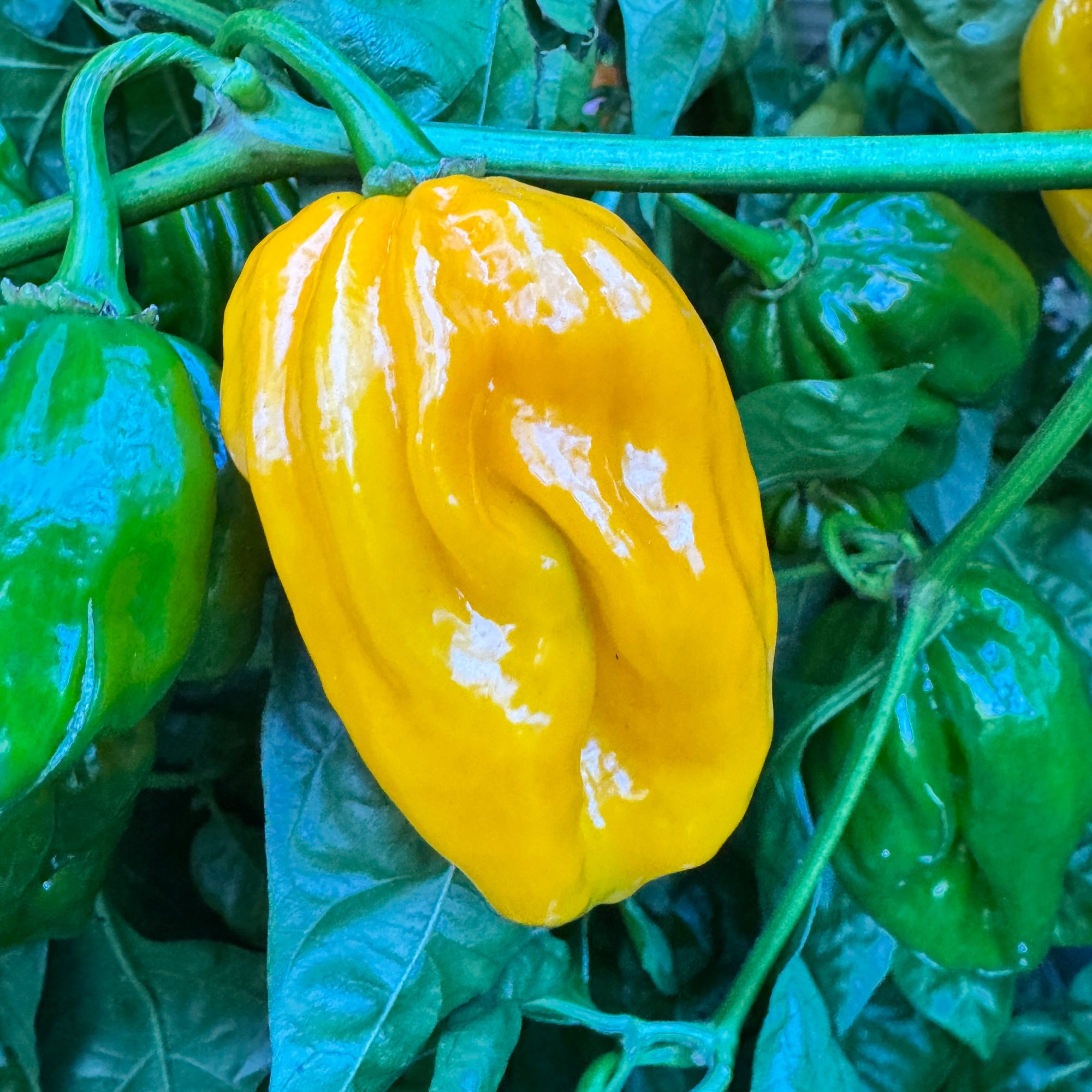 Congo Yellow Trinidad  - Seeds