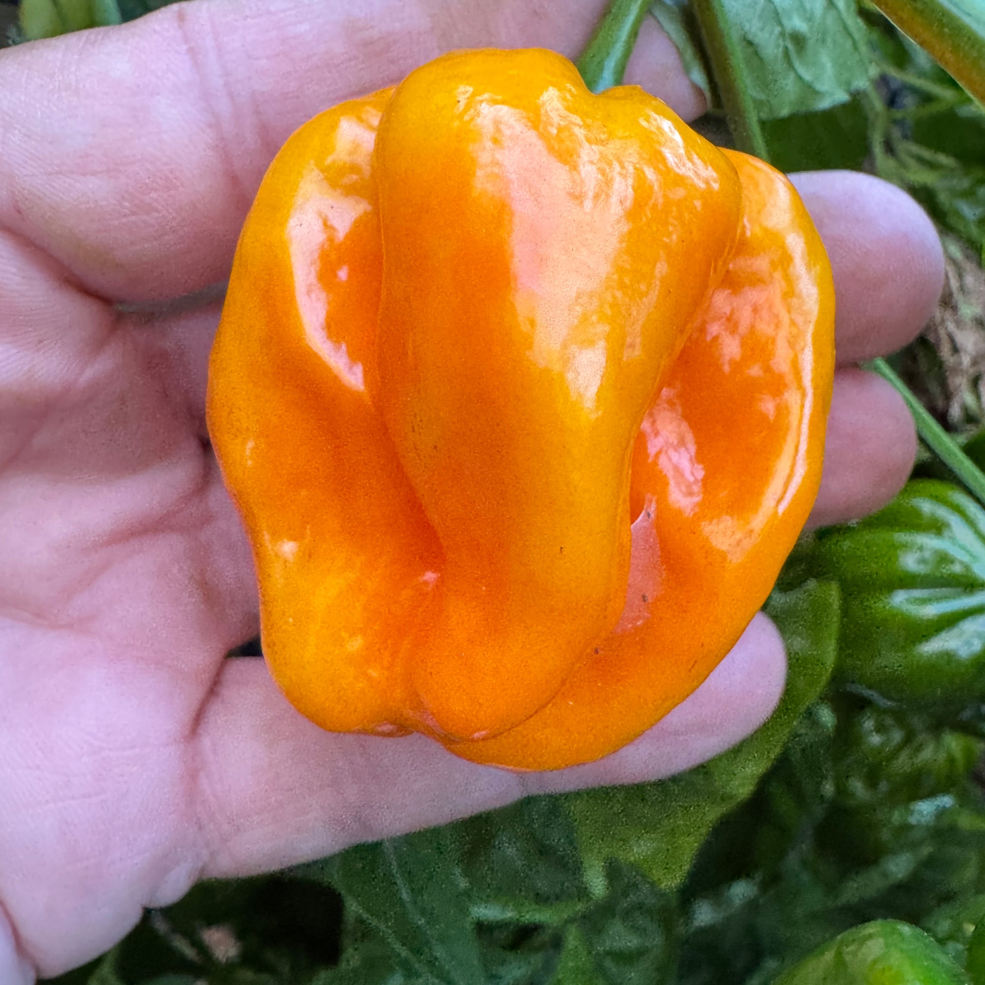 Congo Yellow Trinidad  - Seeds