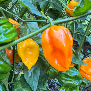 Congo Yellow Trinidad  - Seeds