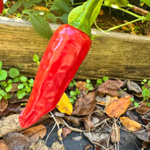 Piment d'Espelette - Seeds