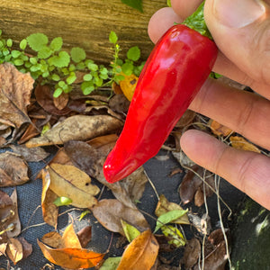 Piment d'Espelette - Seeds