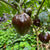 Chocolate Cherry Bomb - Seeds
