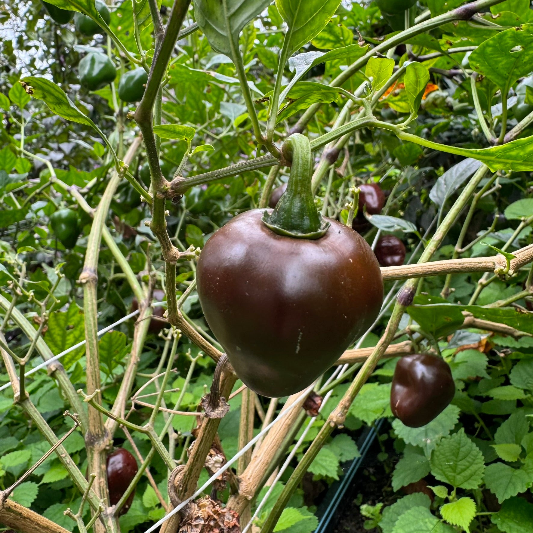 Chocolate Cherry Bomb