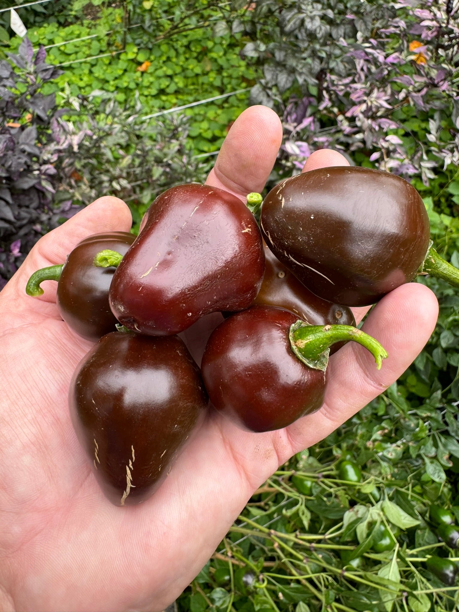 cherry bomb plant Chocolate Cherry Bomb