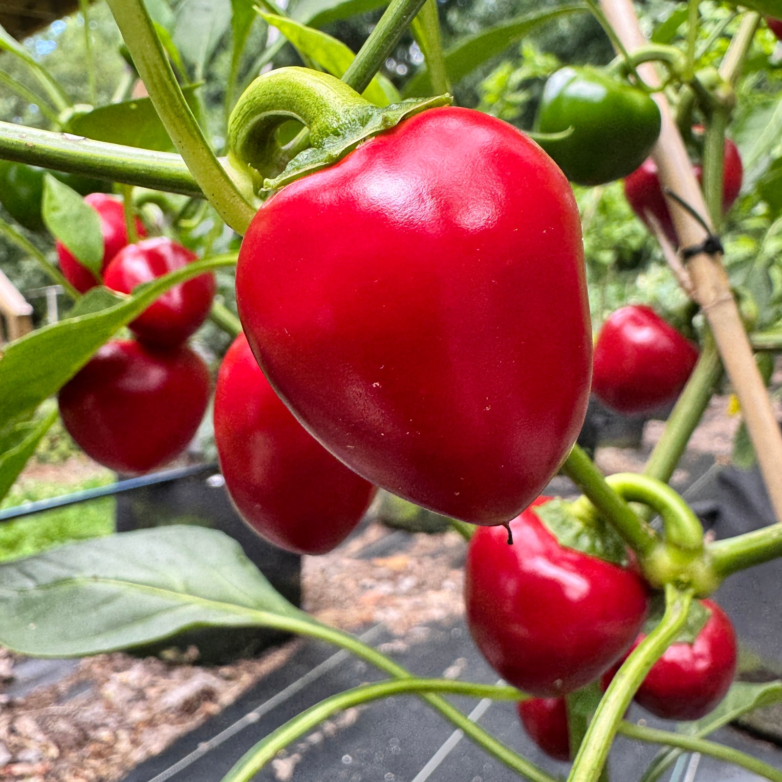 Cherry Bomb - Seeds