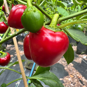Cherry Bomb - Seeds