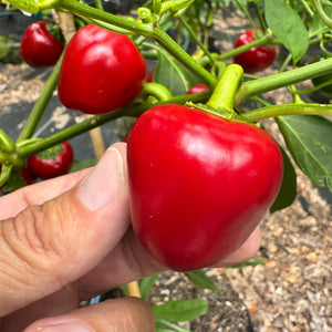 Cherry Bomb - Seeds