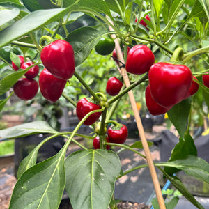 Cherry Bomb - Seeds
