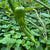 Hatch Green X Hot - Barker's Hot - Seeds