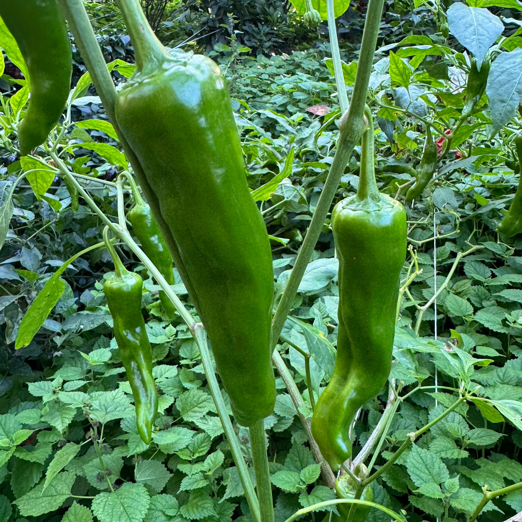 hatch chile seeds planting Hatch Green X Hot - Barker's Hot