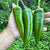 Hatch Green X Hot - Lumbre - Seeds