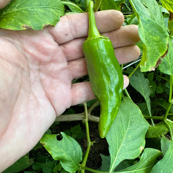 100 Hatch Valley New Mexico Green Chili Pepper Seeds - Legendary Mild Flavor