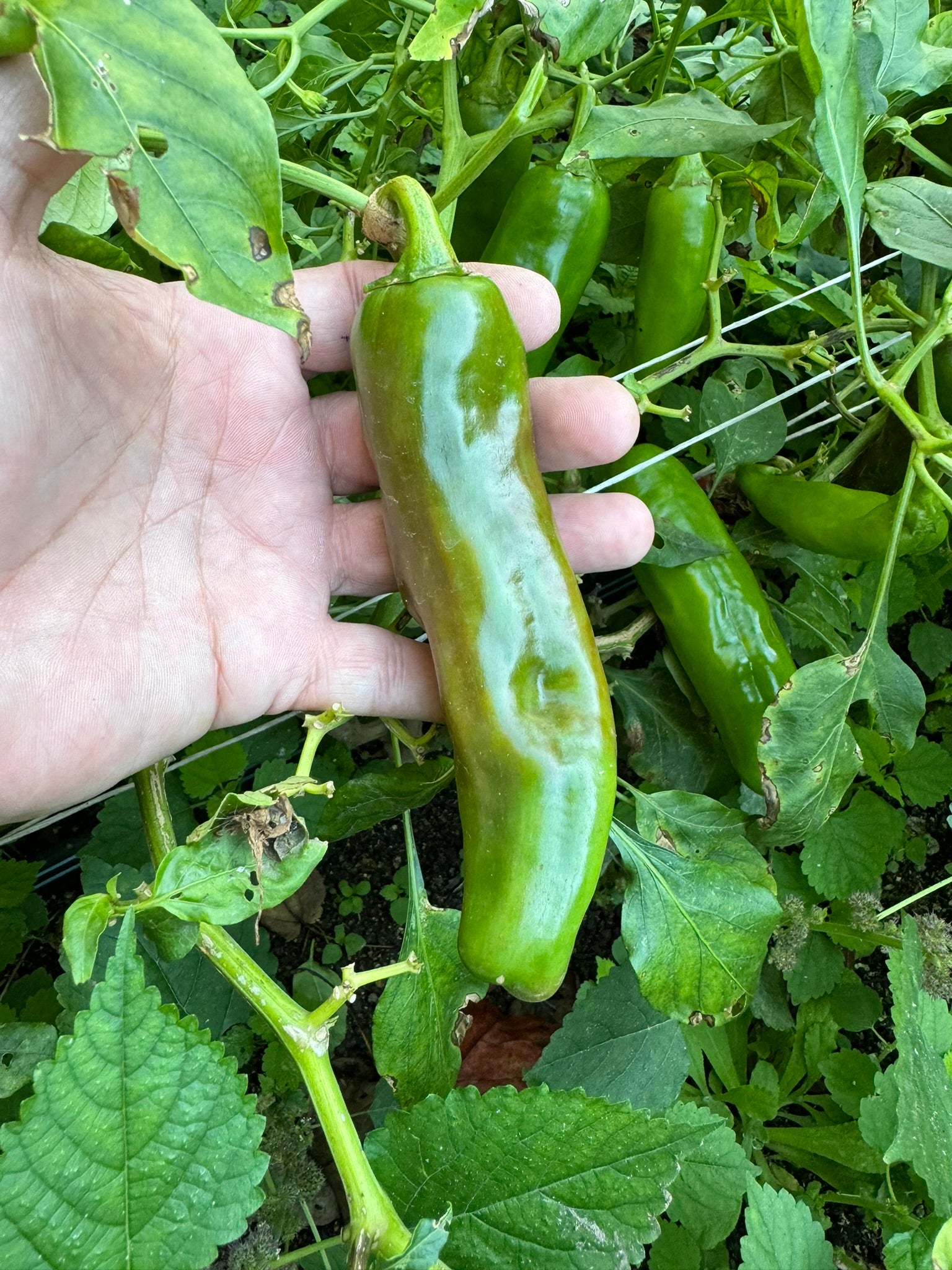 Hatch Green Hot - Doublecross Chile - Seeds