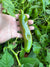 Hatch Green Hot - Doublecross Chile - Seeds