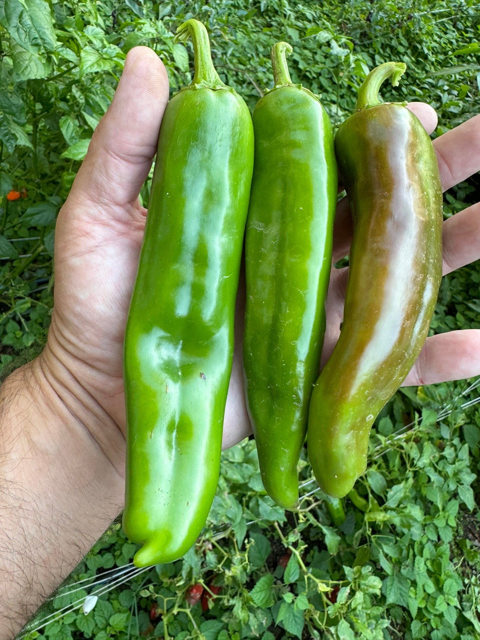 Hatch Green Hot - Doublecross Chile - Seeds