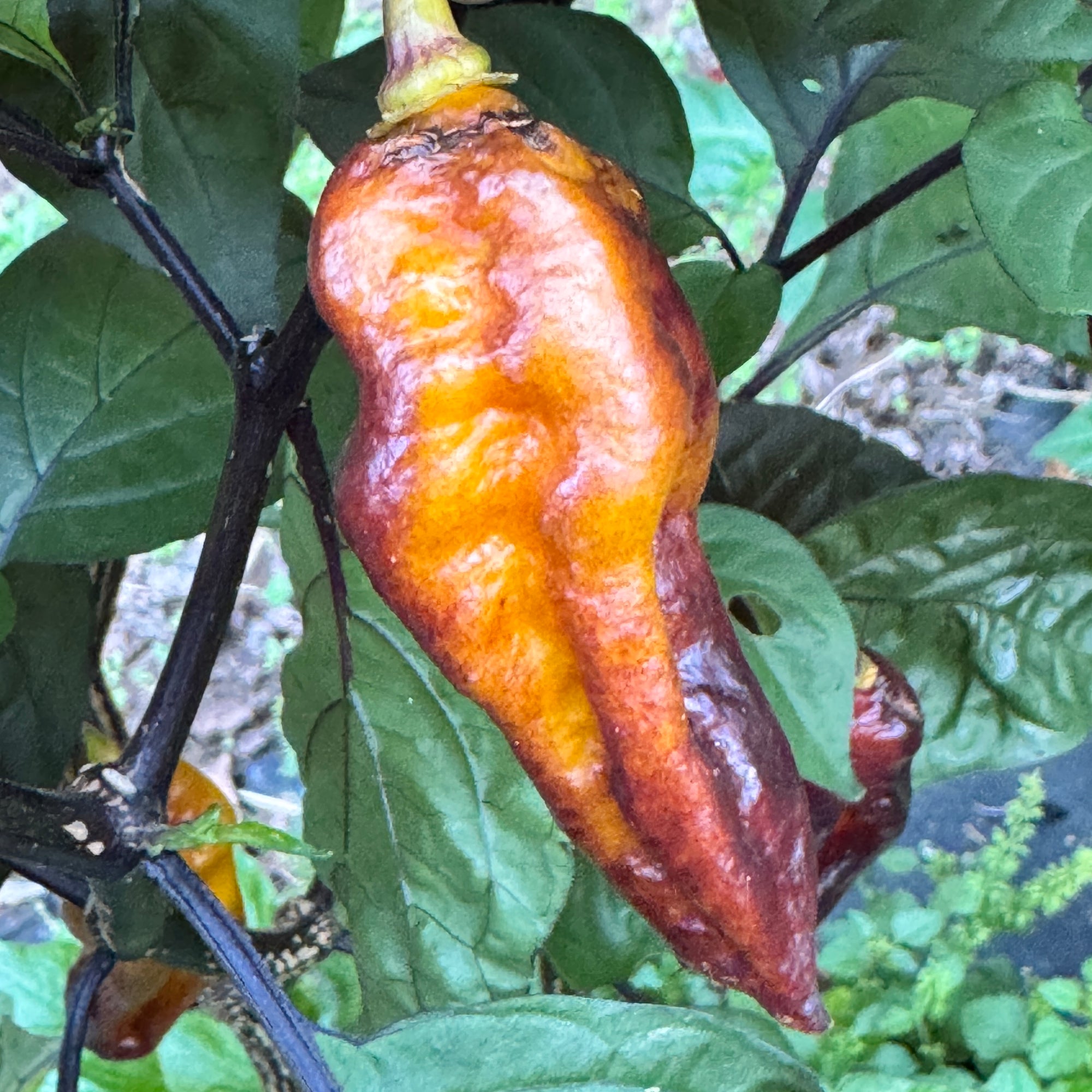 Black Bastard Yellow - Seeds