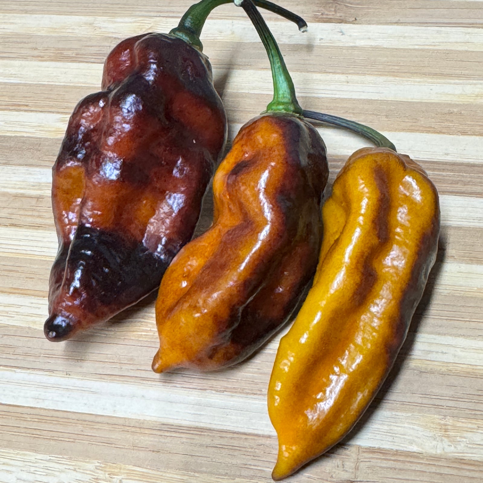 Black Bastard Yellow - Seeds